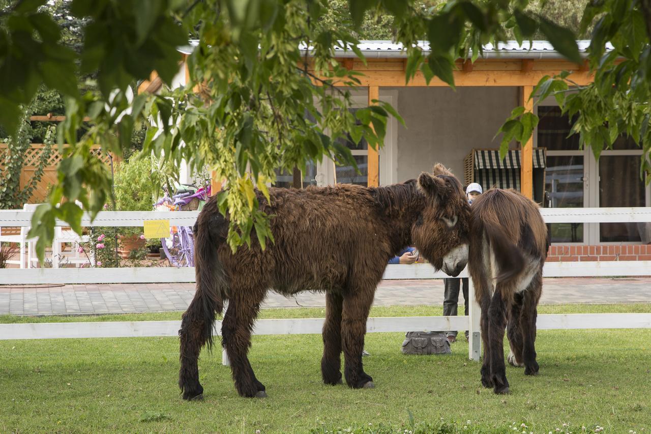 Garni Hotel Lavendelhof เนาเอน ภายนอก รูปภาพ
